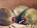 Cocos - detalle 1